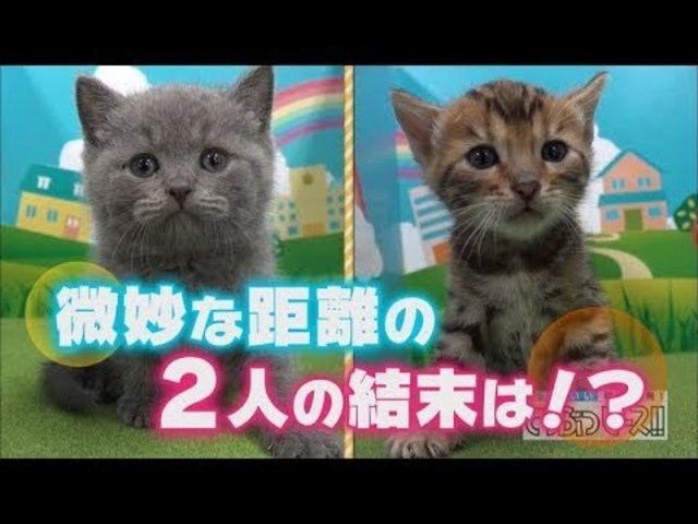 超かわいい映像連発 どうぶつピース 配信オリジナル 激かわ赤ちゃん 初めてのご対面 第2弾 Antenna アンテナ