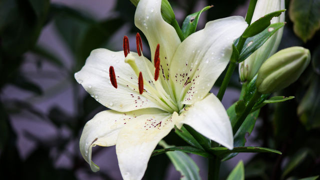 百合 ユリ の花言葉 由来 誕生花 怖い意味は Antenna アンテナ