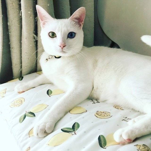 黒猫と白猫では性格が大きく異なる 単色柄の猫の毛柄のヒミツ Antenna アンテナ