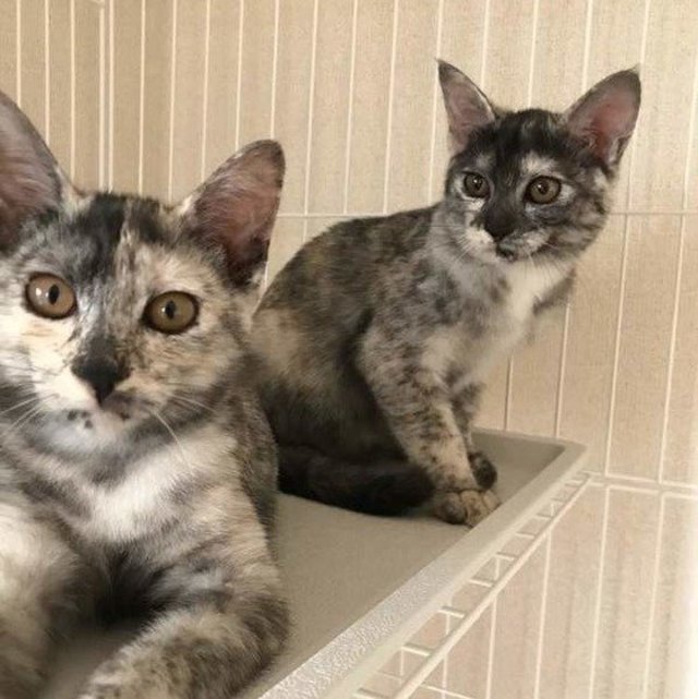 遺伝子的には大半はメス猫!?「ミケ」「サビ」柄のヒミツ  antenna 