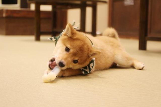 コロコロの豆柴たちに癒される 話題の豆柴カフェ福岡店に行ってみた Antenna アンテナ