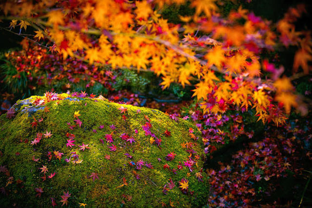 神奈川 紅葉 おすすめ7選 人気の箱根に鎌倉 相模湖 横浜 三渓園まで Antenna アンテナ