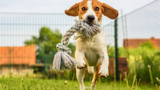 急に遊ばなくなることも 犬が おもちゃ に興味を示さない理由 Antenna アンテナ