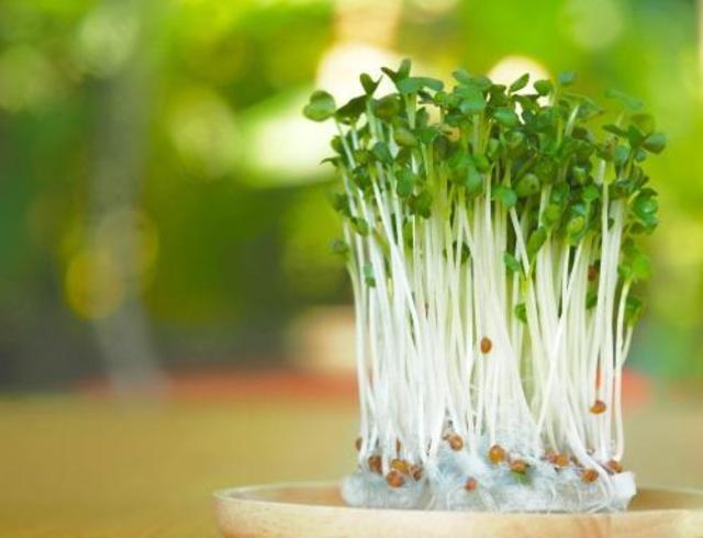 作って食べる キッチンで始める かいわれ大根 の栽培 Antenna アンテナ