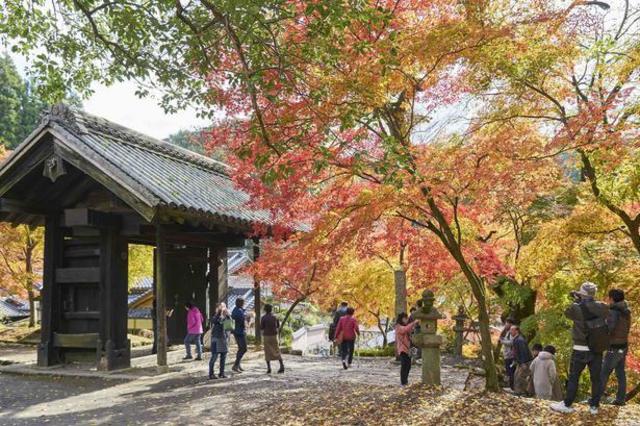 福岡 紅葉情報 旧城下町が紅に染まる様にうっとり 秋月城跡 に紅葉散策へ Antenna アンテナ 福岡 紅葉情報 旧城下町が紅に染まる様にうっとり 秋月城跡 に紅葉散策へ Antenna アンテナ