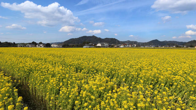 春はいすみ鉄道で日帰りさんぽ この時期だけの菜の花畑と絶品ヴィーガンカフェへ Antenna アンテナ