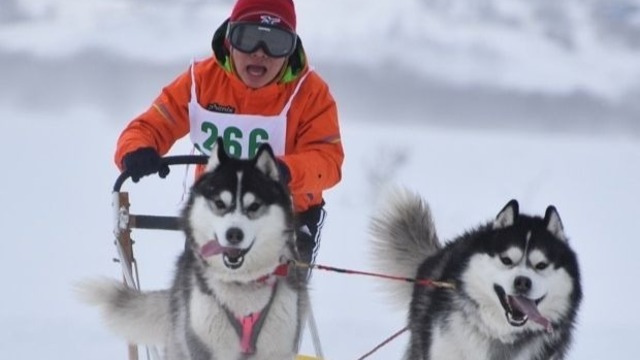 人間との約束を信じて待ち続けた犬たちの奇跡の実話 南極犬物語 新装版刊行 Antenna アンテナ