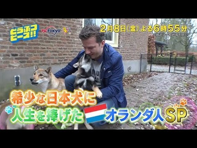 どうぶつピース 希少な日本犬に人生を捧げたオランダ人ｓｐ Antenna アンテナ