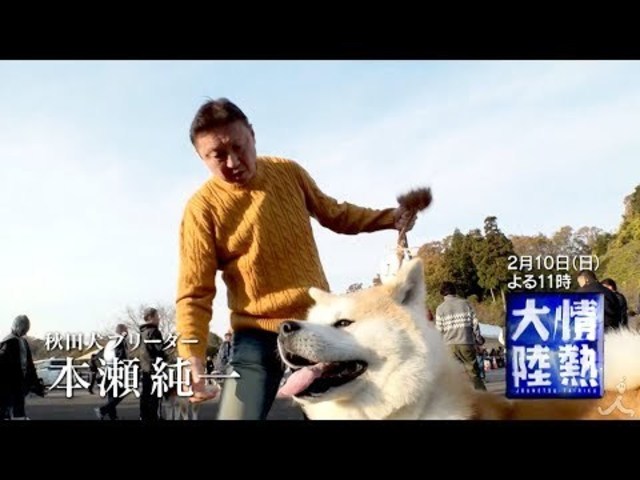 情熱大陸 2 10 日 秋田犬ブリーダー 本瀬純一 海外でも人気沸騰中 美しき秋田犬のトップブリーダーに密着 Tbs Antenna アンテナ