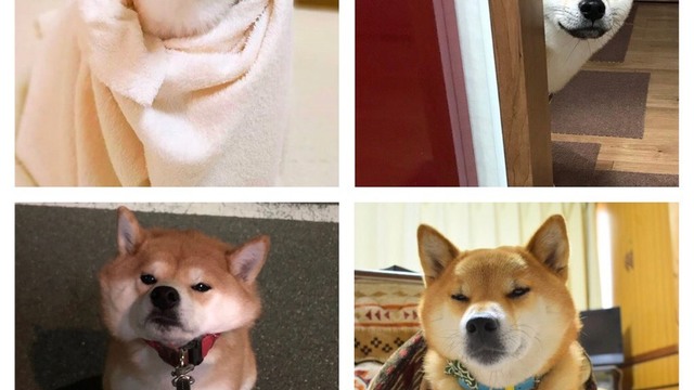 可愛すぎる フォロー必須の柴犬アカウント7選 Antenna アンテナ