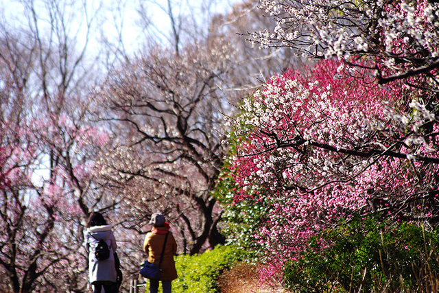 まるでお花畑な梅に感動 開花ラッシュ 絶景が楽しめる東京の梅まつり 梅の名所まとめ Antenna アンテナ