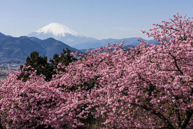 神奈川 丹沢 大山 桜 お花見 おすすめ4選 開花情報に見頃を紹介 Antenna アンテナ