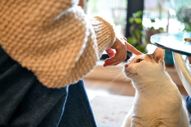 おっとりした飼い猫との少し切ないエピソード Antenna アンテナ