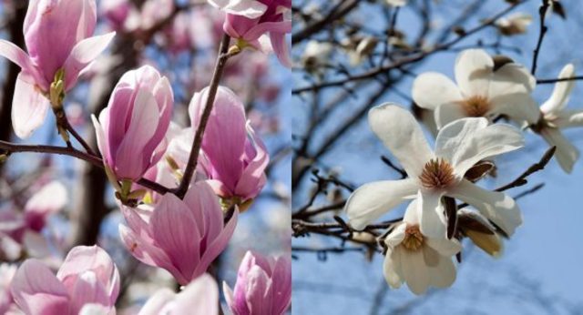 大人検定365 モクレンとコブシはどう違う 今日から使える話のタネ Antenna アンテナ