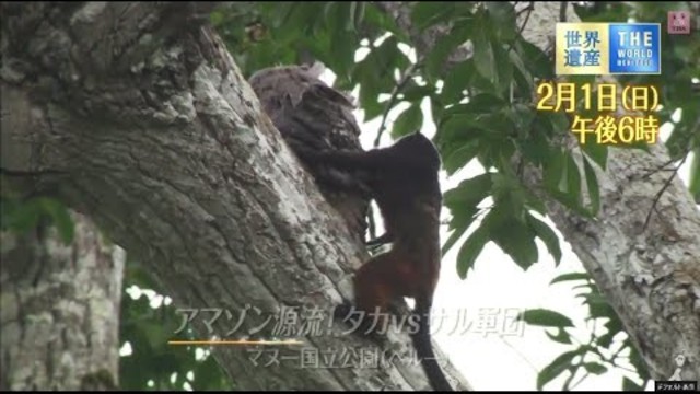 アマゾン源流 タカ Vs サル軍団 The世界遺産 2 1 日 マヌー国立公園 ペルー Tbs Antenna アンテナ