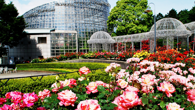 10年に1度 小田原フラワーガーデンで 皇帝アナナス が開花中 Antenna アンテナ