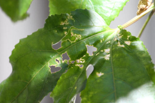 家の中で虫が湧くのはキッチンだけじゃない 観葉植物につく虫の種類と防虫対策 Antenna アンテナ