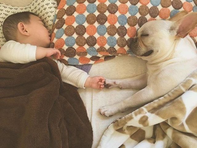 かわいい 犬と赤ちゃん 犬が赤ちゃんに優しい理由 Antenna アンテナ