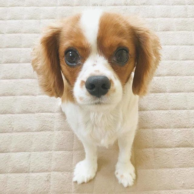 愛犬がじーっと見つめてくる そのときのキモチって Antenna アンテナ