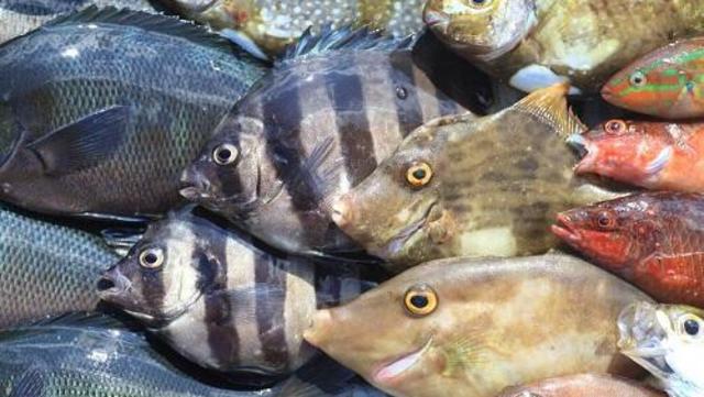 塩焼きはng 超が付くほどの高級魚 石鯛 の美味しい食べ方 Antenna アンテナ