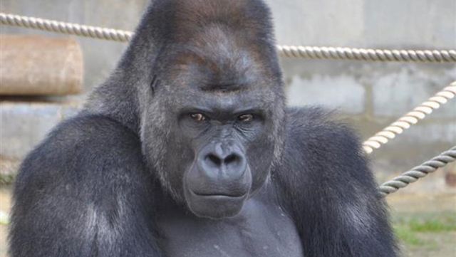 イケメンゴリラの家がリニューアル 双子の赤ちゃんゴリラにも会える東山動植物園 Antenna アンテナ