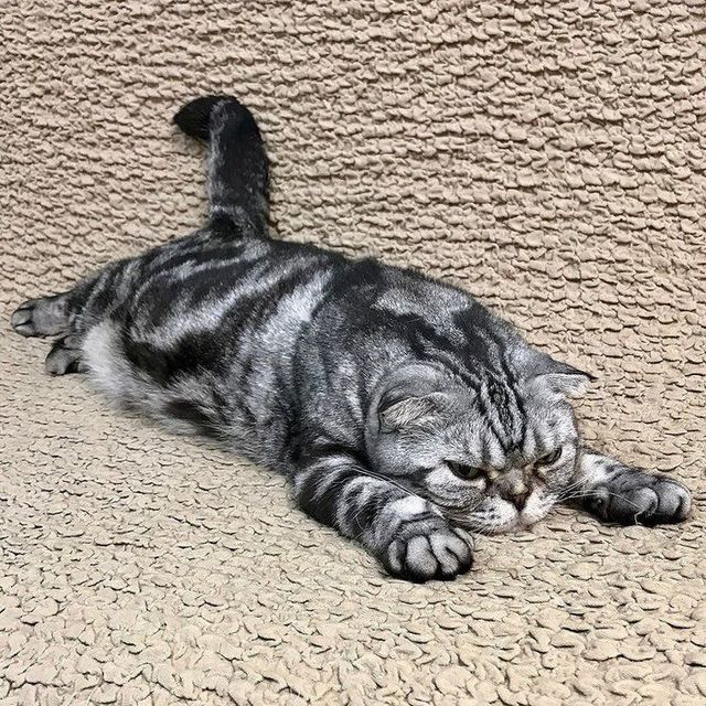 大物女優の名前で呼ばれる猫、ししまる【渋ネコししまるさん】#3 