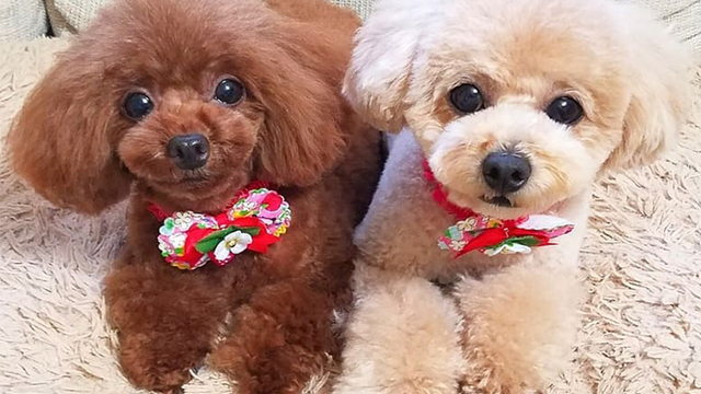 動物インスタグラマー大集合 つかれた心を癒してくれる写真 動画まとめ Vol 3 番外編 人間よりもおしゃれ なわんこ達 Antenna アンテナ