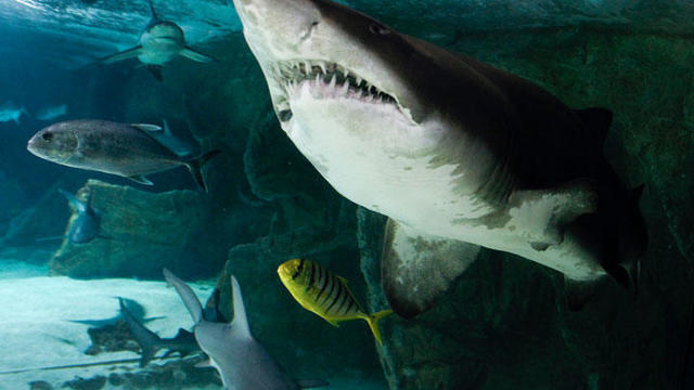 噛まれた グレートバリアリーフで流血事件 犯人は 身近な魚 被害者は サメ だと主張するが Antenna アンテナ