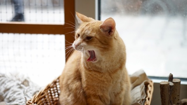 ハルノ宵子さんの「猫屋台」のおもてなし|吉本家の食卓は、にぎやかで