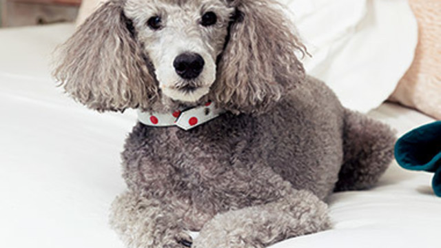 涼しげな レモン柄 の首輪をプレゼント でもシロさんの首が上がらなくて 連載 おばあちゃん犬がやってきた 第75回 Antenna アンテナ