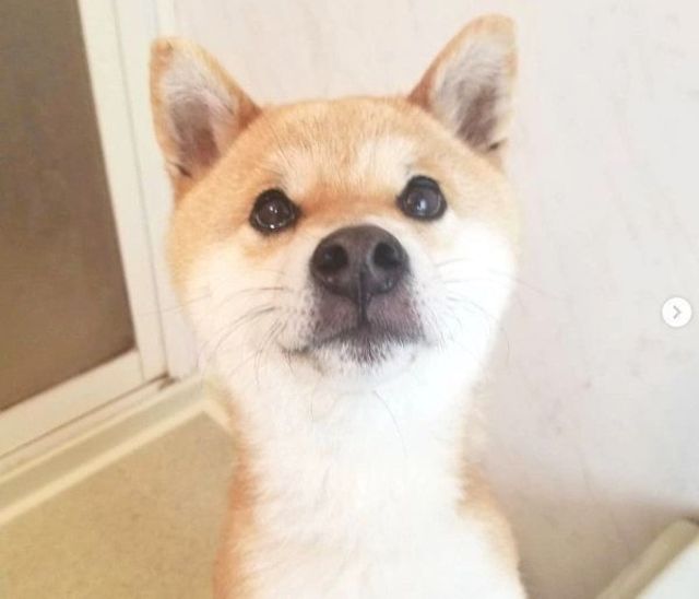 犬 だよね 猫化 が止まらない柴犬ちゃんの姿とは Antenna アンテナ