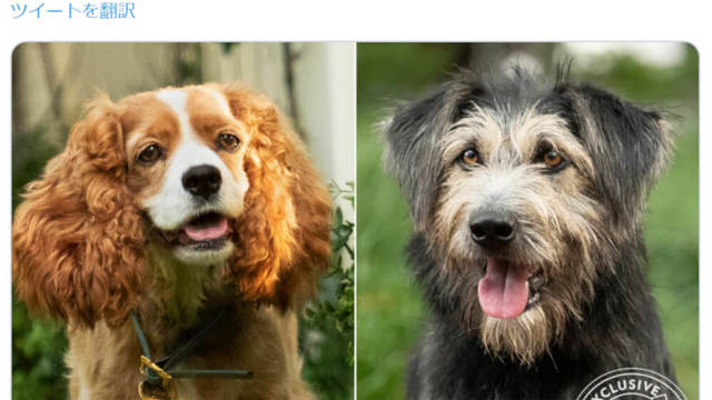 ディズニー実写版 わんわん物語 のファーストルックが公開 本物の犬 が主演 Antenna アンテナ