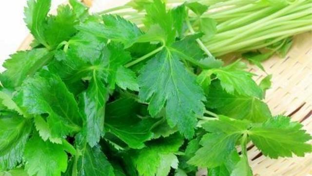 見た目が似ている切り三つ葉とパクチー 違いはなに Antenna アンテナ