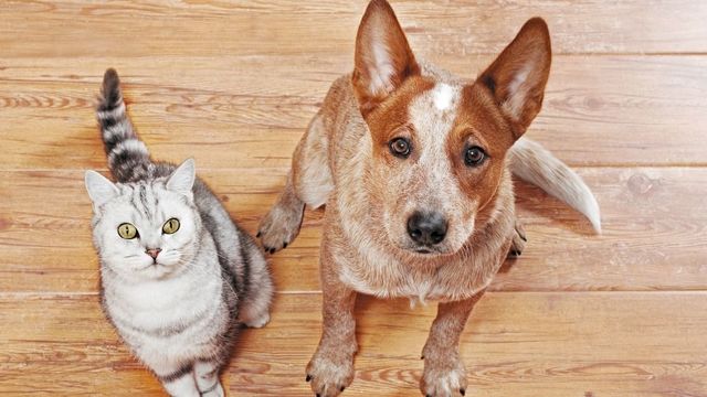 犬や猫にもトラウマが!地震を怖がるペットに飼い主ができる「3つの心