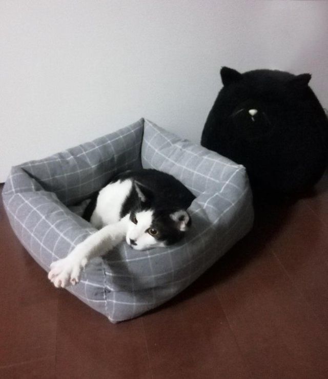 100均グッズで 猫ベッド を自作してみよう Antenna アンテナ