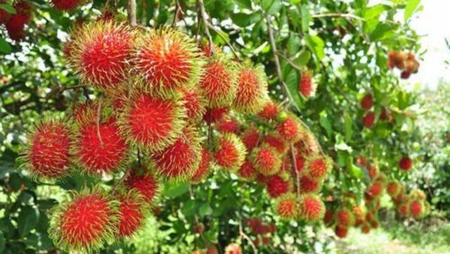 見た目は ウニ そっくりさん 実は旨いレア果実ランブータンとは Antenna アンテナ