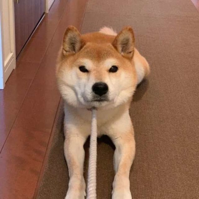 柴あるある 散歩に行きたくない 帰りたくない 拒否する犬の行動 Antenna アンテナ