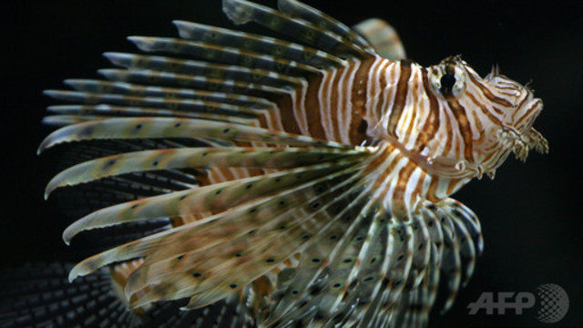 海で会ったら超ヤバイ しながわ水族館に集結した危険生物たち Antenna アンテナ