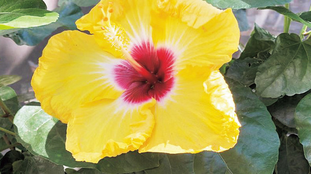 英語で 髪を切った はなんて言う Antenna アンテナ