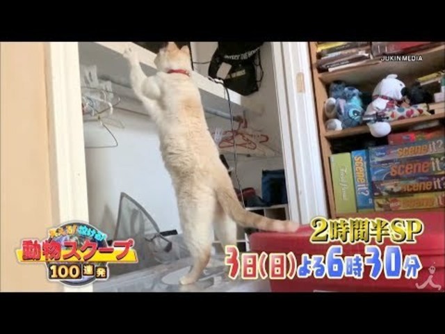 笑える 泣ける 動物スクープ100連発 11 3 日 大好評の第4弾 動物の様々なエピソードを盛りだくさんでお届け Tbs Antenna アンテナ