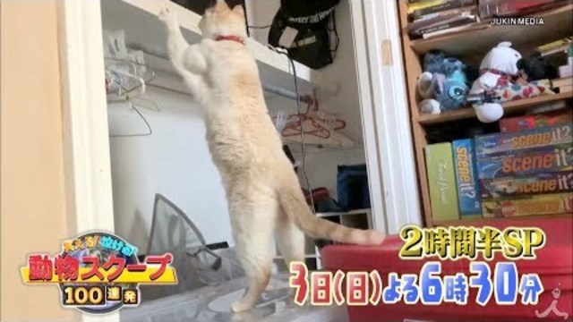 スクープ 連発 笑える 泣ける 動物 100