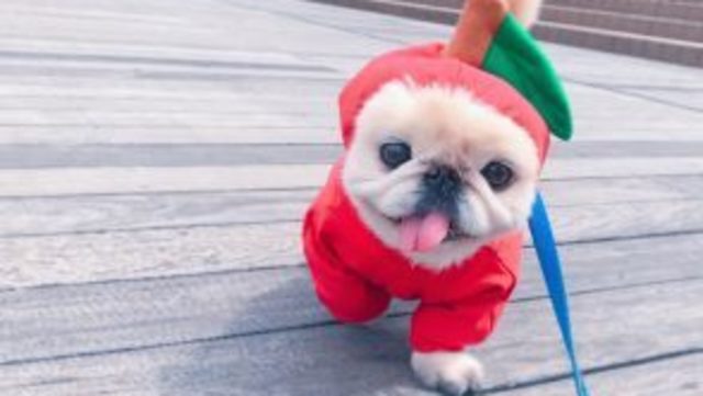 メロンパンをかぶった犬が増加中 食べちゃいたいほどかわいいペットたち Antenna アンテナ