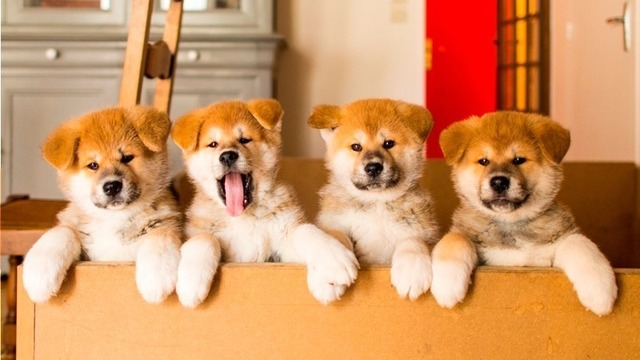 秋田県 かわいさに悶絶 秋田犬の里 秋田県大館にオープン 秋田犬がきりたんぽに なっちゃう 動画も公開 Antenna アンテナ