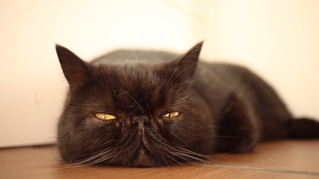 ぶさかわな表情とまあるいフォルムの猫 ぽてくん Antenna アンテナ