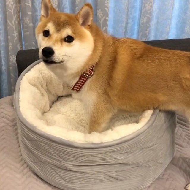 今人気 ニトリの犬用ベッドはこんな風に柴犬をダメにする Antenna アンテナ