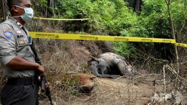 インドの水田でゾウの死骸発見 感電死か Antenna アンテナ