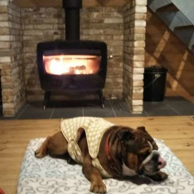 暖房前を占領 ぬくぬく温まる ヒーター犬 ちょっと注意が必要 Antenna アンテナ