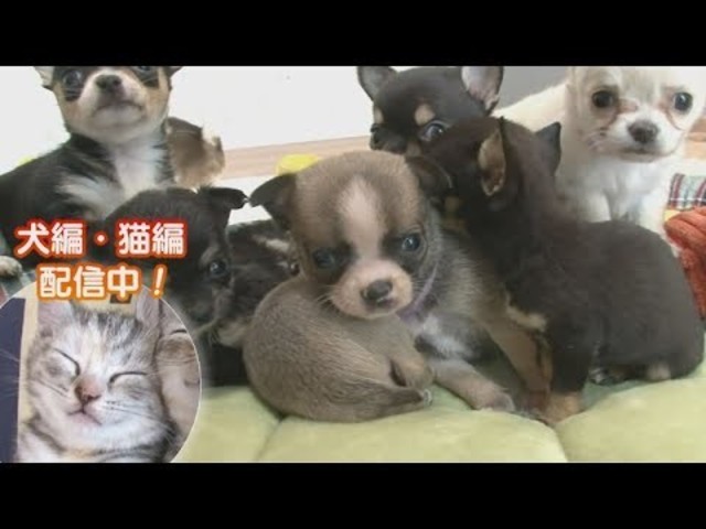 どうぶつピース！！かわいい大図鑑」犬編（10）寝顔大集合 