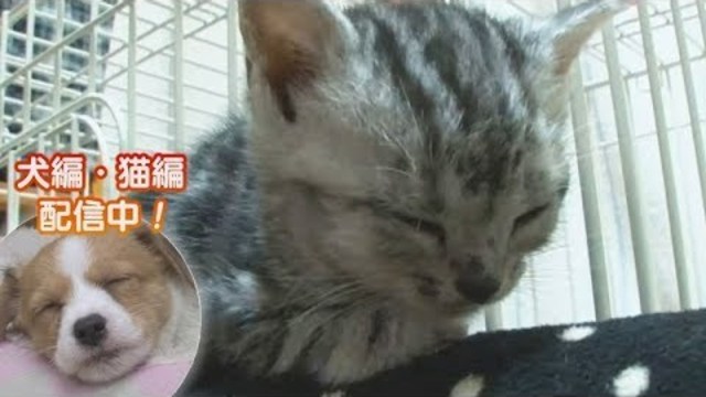 オトナ女子 のブサ猫 ちくわ の写真集が出た そのモフモフな素顔 Antenna アンテナ