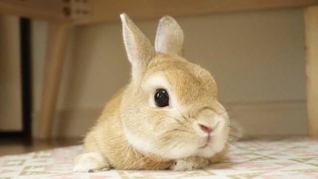 超美麗フォトで6 7万フォロワー 8匹のうさぎに囲まれた うさぎまみれ な日常 Antenna アンテナ